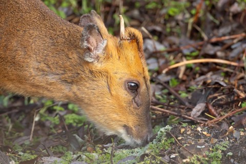 Muntjac deer (Muntiacus reevesi) adult animal feeding, England, United Kingdom