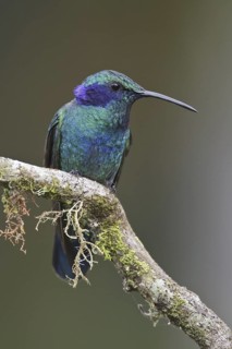 Green Violetear (Colibri thalassinus), Costa Rica