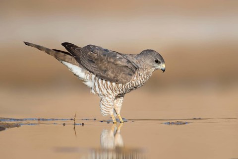 Levant Sparrowhawk (Accipiter brevipes) female, Eilat, Israel