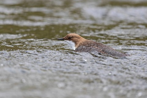 White-throated Dipper (Cinclus cinclus), Baden-Wuerttemberg, Germany