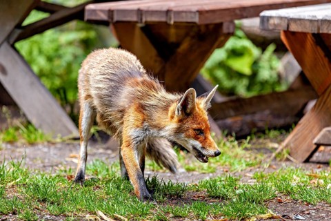 A fox sniffs its way between wooden tables outdoors, a red fox in the Hainich near Mühlhausen,