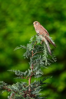 Kestrel (Falco tinnunculus), female, North Rhine-Westphalia, Germany