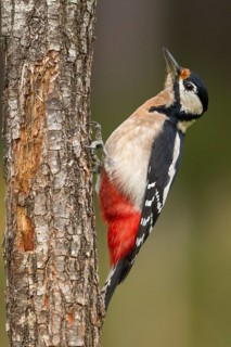 Great Spotted Woodpecker (Dendrocopos major), adult female on a tree, Castilla Leon, Spain