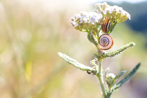 2 snail shells on a yarrow (Achillea) flower, Bavaria, Germany