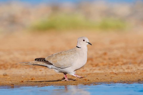 Eurasian Collared Dove (Streptopelia decaocto), Fuerteventura, Canary Islands, Spain