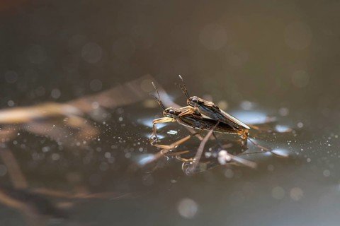 Gerris spec., heteroptera, water striders, water cutters, insects, copula, mating, mating, bugs