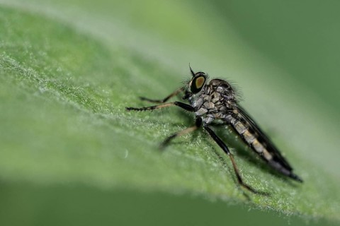 Tolmerus atricapillus (Tolmerus atricapillus), Emsland, Lower Saxony, Germany