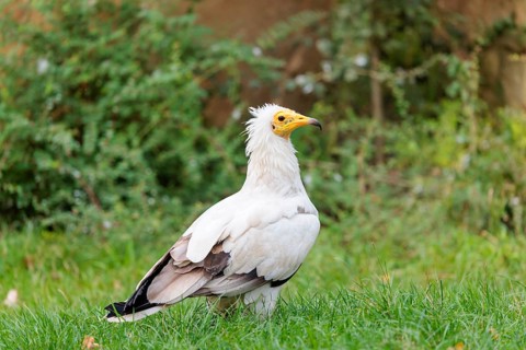 A Egyptian vulture (Neophron percnopterus) stands in green grass close to a carcass after feeding