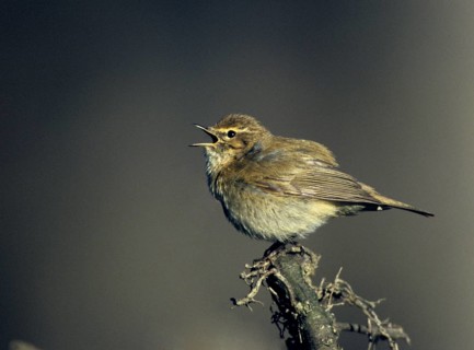 Chiffchaff, phylloscopus collybita, zilpzalp, birds, song, passeri, singing, songbirds, birds