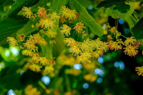 Blooming lime tree in Meran in South Tyrol, Italy
