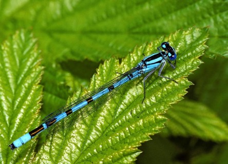 Cub azure maiden, common blue damselfly, enallagma cyathigerum, northern flower, damselflies,