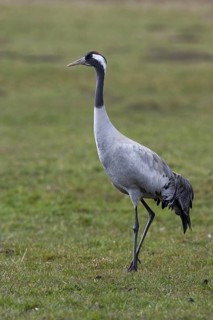 Common Crane (Grus grus), Mecklenburg-Western Pomerania, Germany