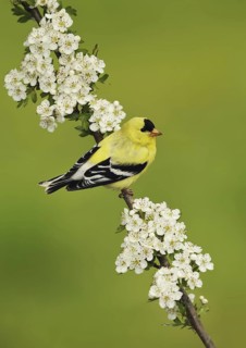 American Goldfinch (Spinus tristis) male, British Columbia, Canada