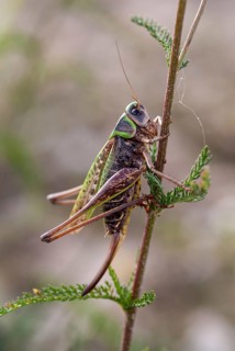 Brandenburg, Decticus Verrucivorus, Germany, grasshoppers, locusts, Nabu, national natural