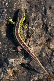Lacerta agilis, sand lizard, sand lizard, critters, lizards, lizards, high size, portrait format,