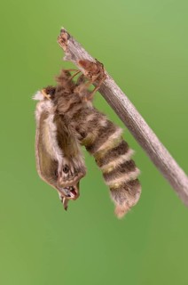 Small emperor moth (Saturnia pavonia), female, unfolding wings after hatching, Germany