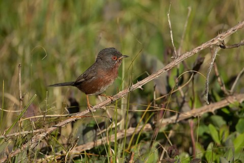 Dartford warbler (Sylvia undata) adult male bird on a bramble plant branch, Suffolk, England,