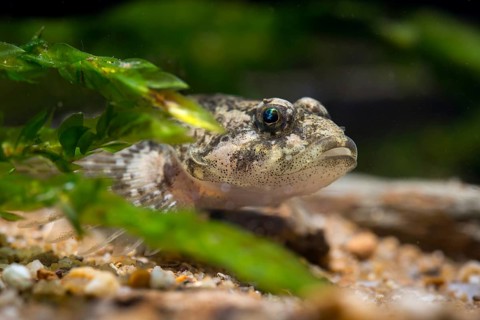 Bullhead, Cottus Gobio, European Bullhead, Millers Thumb, Mühlkoppe, Westgroppe, Common Bullhead,
