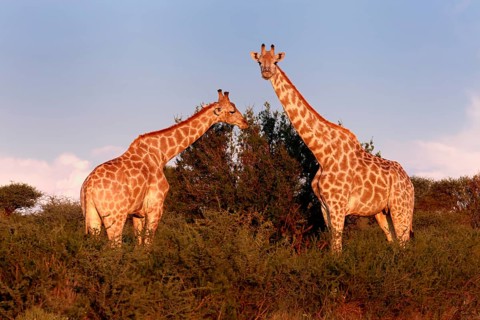 Cape giraffe (Giraffa camelopardalis giraffa), adult, two, foraging, feeding, Mokala National Park,
