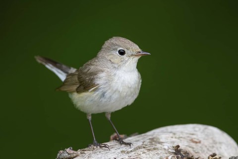 Red-breasted Flycatcher (Ficedula parva) juvenile, Hungary