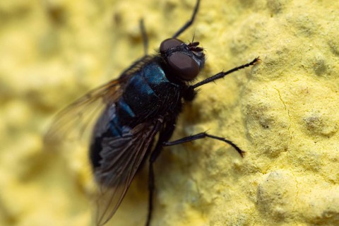 Close-up of a fly (Brachycera) on a yellow surface, Ternitz, Lower Austria, Austria