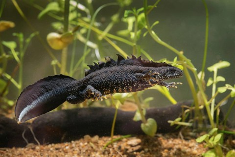 Great crested newt, crested newt, northern crested newt, Triturus cristatus, amphibians,