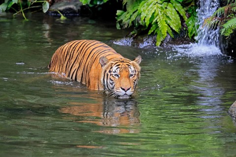 Malaysia tiger (Panthera tigris jacksoni), adult, in water, alert, Malaysia, Southeast Asia