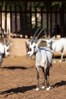 Arabian oryx (Oryx leucoryx) in the Arabian Oryx Camp, Wahiba Sands desert or Rimal Al Wahiba or