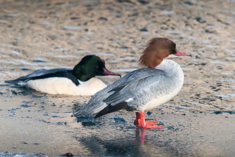 Goosander, goose säger, mergus merganser, anatidae, birds, duckbirds, female, male, säger, birds,