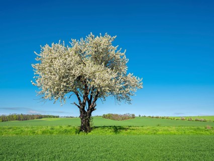 Field landscape in spring, large blooming cherry tree in a green field, near Freyburg,