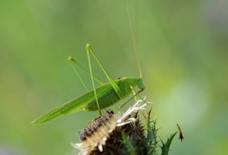 Common sickle scare, grasshoppers, Phaneroptera falcata, sickle scare, ensifera, grasshoppers,