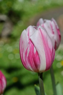 Tulip blossom (Tulipa), pink blossom, in a garden, close-up, inflorescence, early bloomer, spring,