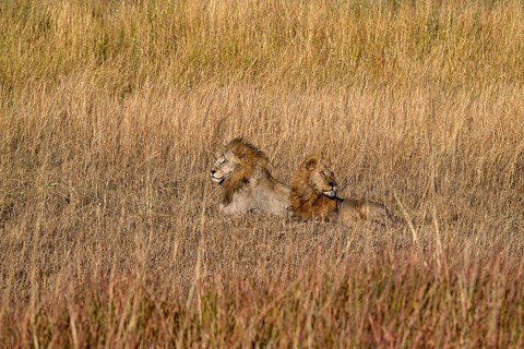 Two male lions (Panthera leo) in the southern part of the Okavango Delta near Atzaró Camp,
