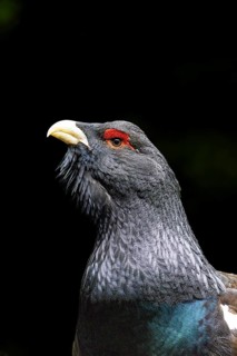 Portrait of a bird with a red eye patch and blue-grey plumage against a dark background,