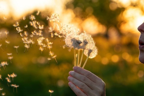 Young woman blowing dandelion seeds into the air during a golden sunset in a meadow. Dreamy