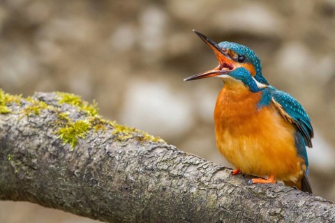 Kingfisher (Alcedo atthis) female, sitting room, Germany, Mecklenburg-Western Pomerania, Feldberger