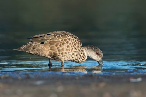 Grey Teal (Anas gracilis), Victoria, Australia
