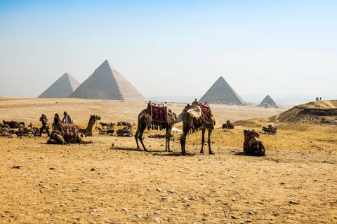 Camels and pyramids, Giza pyramids, UNESCO World Heritage Site, Giza, Cairo, Egypt