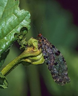 Bachhaft, Osmylus fulvicephalus, high size, portrait, insects, insects, leo
