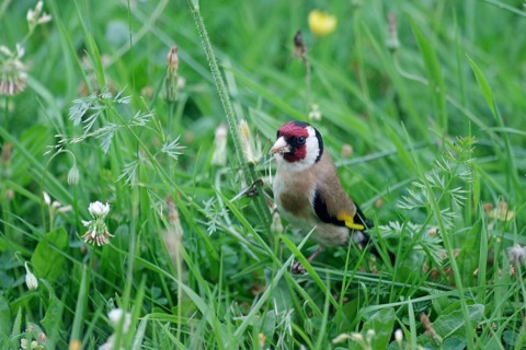 Goldfinch (Carduelis carduelis), male, meadow, Germany. The goldfinch finds a plentiful supply of