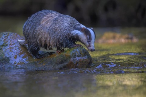 European badger (Meles meles), sitting on a stone in a stream in the last light, deciduous tree is