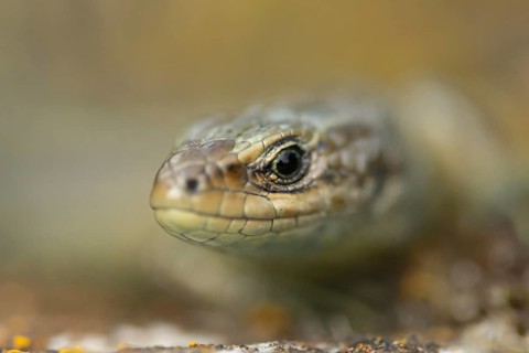 Common lizard (Zootoca vivipara) adult reptile animal resting on a wooden sleeper, England, United