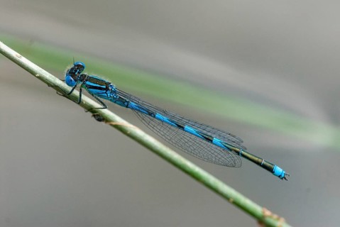 Azure Damselfly, Cercion Lindenii, Goblet-Marked Damselfly, Cup Azuremaid, Bulgaria, Damselflies,