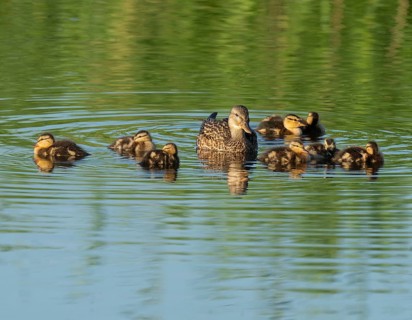 Mallard (Anas platyrhynchos) female and young birds swimming on a lake, blue water, Lower Saxony,