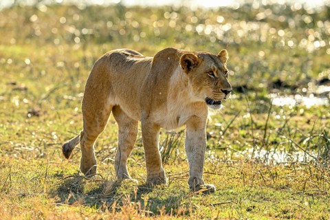 A lioness (Panthera leo) by the water near Atzaró Camp, Okavango Delta, North-West District,