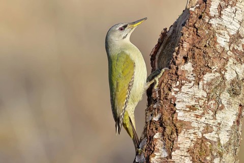Grey-headed Woodpecker (Picus canus), a male perched on the trunk of a grey birch (Betula