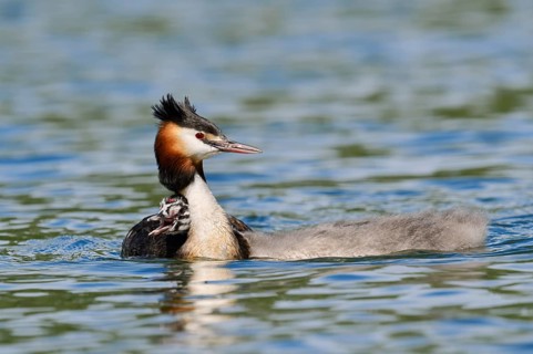 Great Crested Grebe (Podiceps cristatus) with a chick, North Rhine-Westphalia, Germany