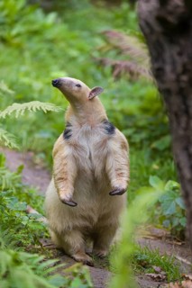 One southern tamandua (Tamandua tetradactyla), standing tall, sniffing something