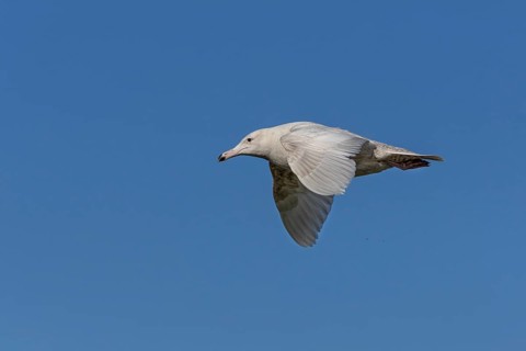 A glaucous gull (Larus hyperboreus) in its second-winter plumage on the Danish North Sea coast,