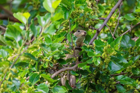 A fully grown ground squirrel (Spermophilus citellus) climbs a black mulberry tree (Morus nigra) (a